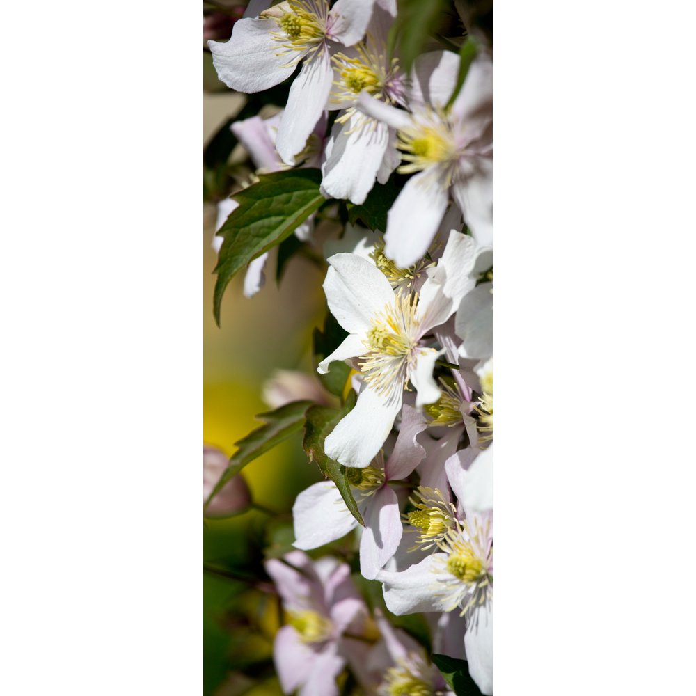 banner 'clematis'