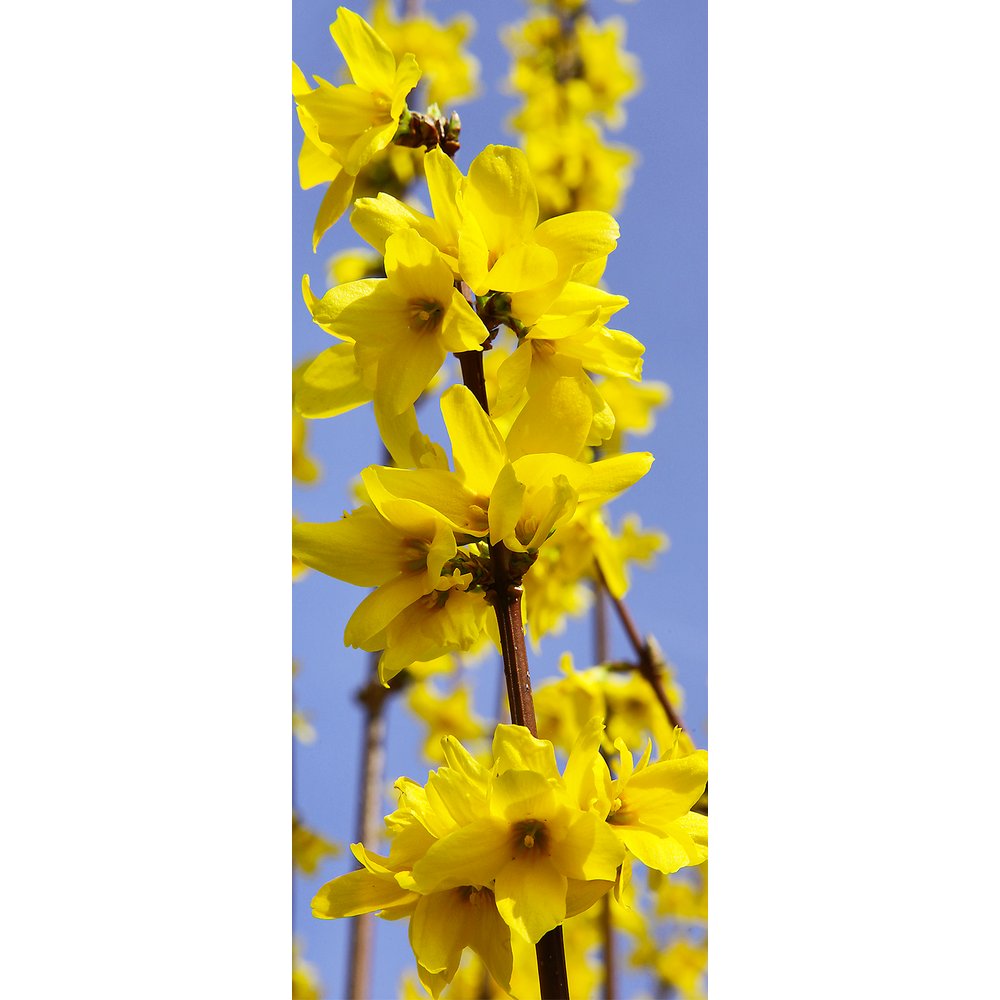 banner 'forsythia'