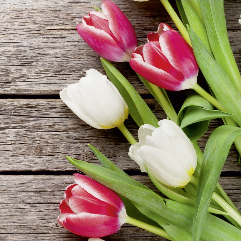 banner quadro 'tulpen floriosa'