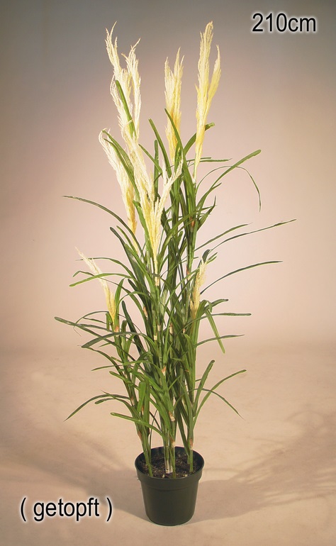grass bush with feathers