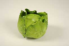 [0689072] green cabbage