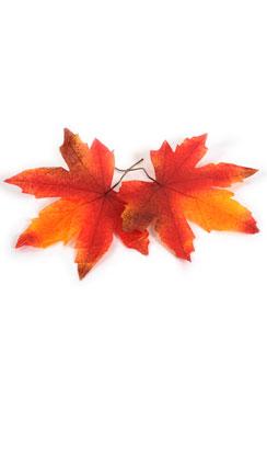 herfstbladeren