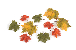 [0687005] autumn leaves 'forest' (5-10cm)