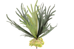 [0043397] platycerium