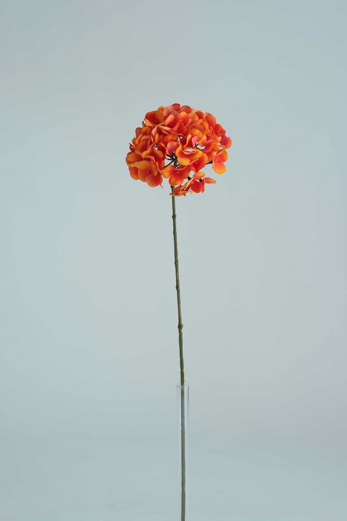 [0043510] hydrangea velvet Chiara