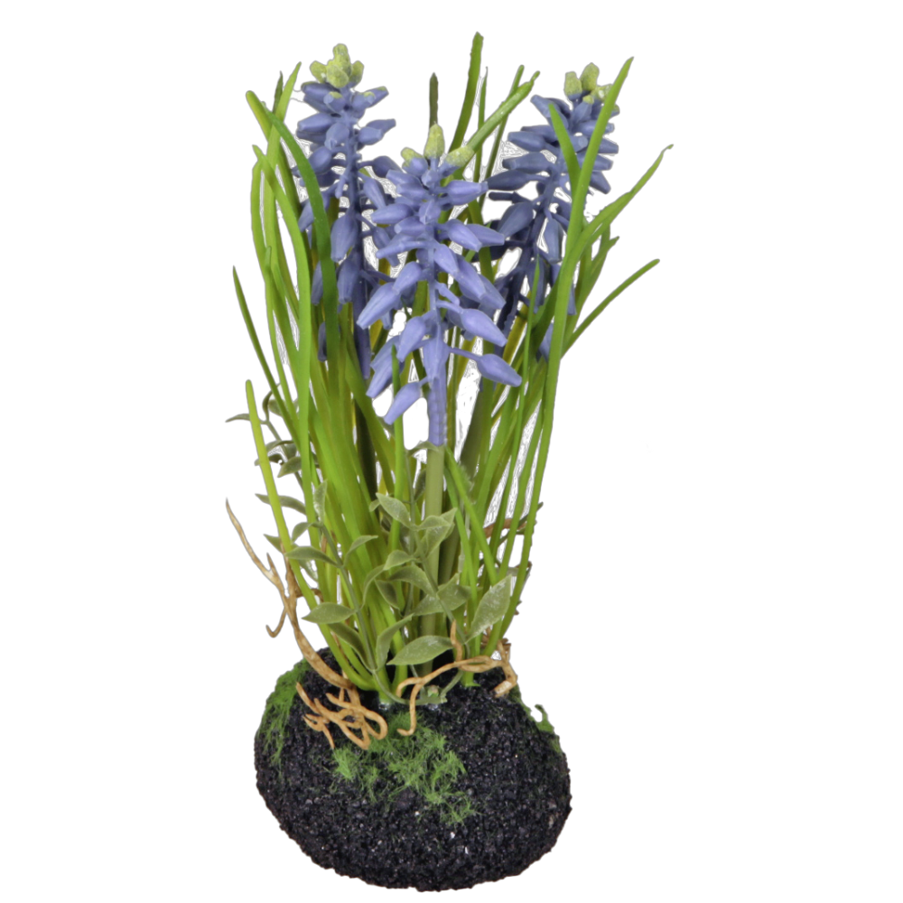 hyacinth with clod