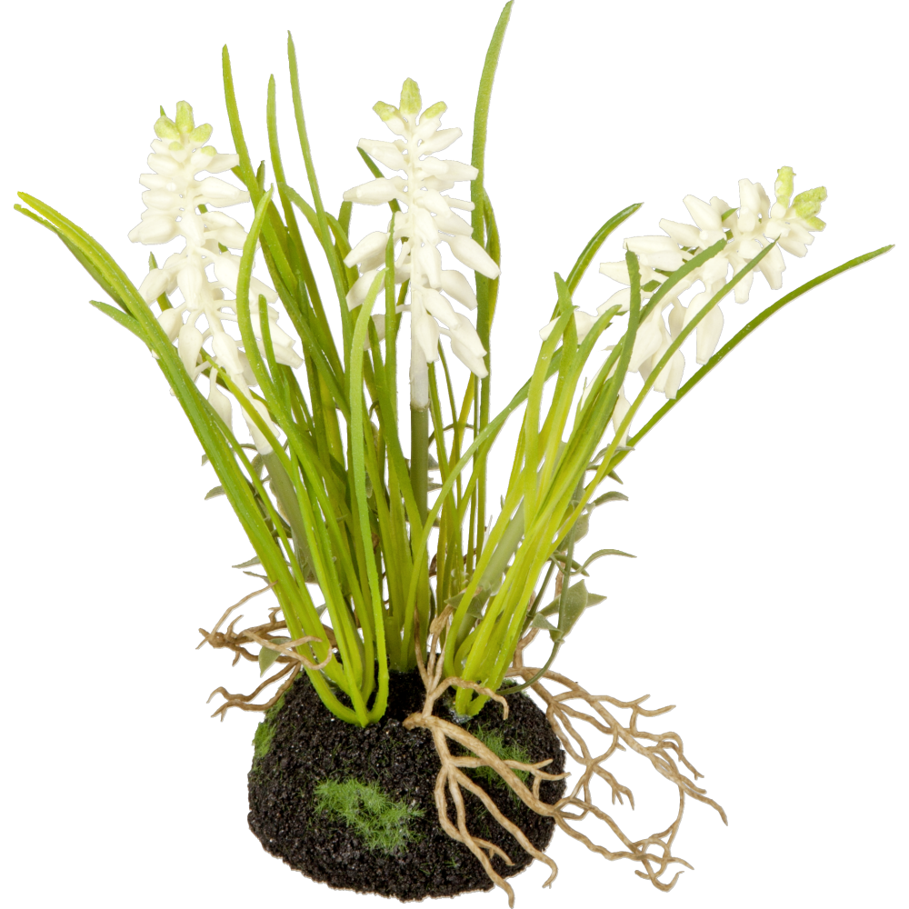 hyacinth in aardkluit