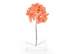 [0043458] hydrangea reims (perzik)