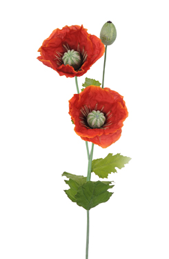 [0682263] klaproos 'XL' (oranje)