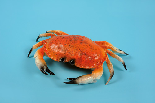 [0054511] crabe grand