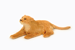 [0684206] lion