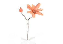 [0043462] magnolia (pêche)