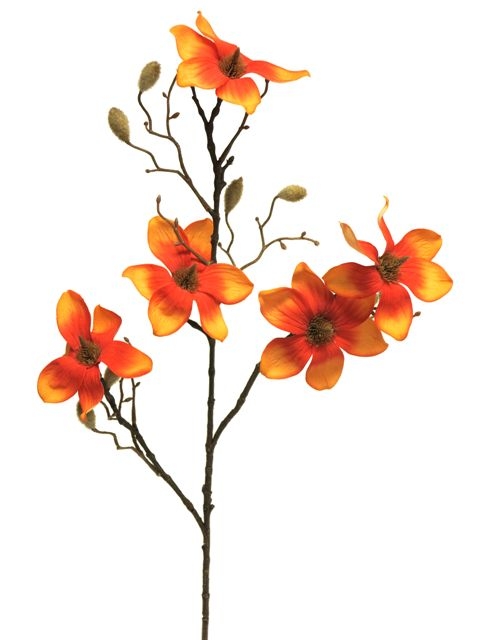 [0043508] magnolia velours Chiara