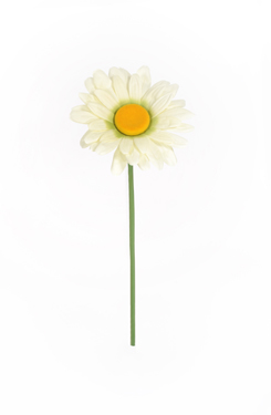 marguerite 'XL'