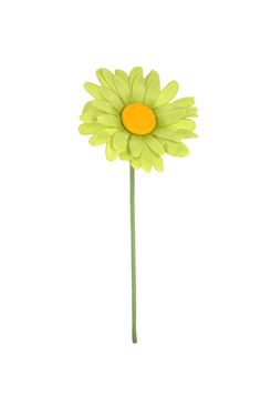 daisy 'XL'