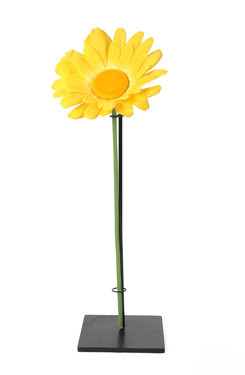 marguerite 'XL'
