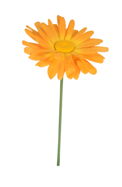 marguerite 'XXL'