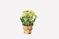 daisies in birch pot