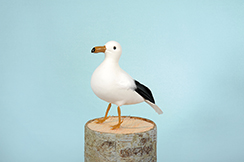 meeuw staand klein