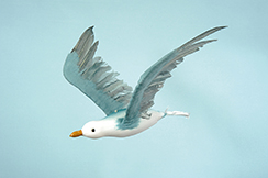 [0684919] flying seagull