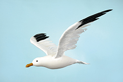 mouette volante