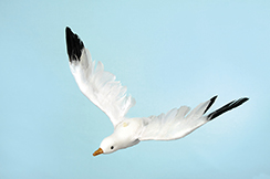 mouette volante