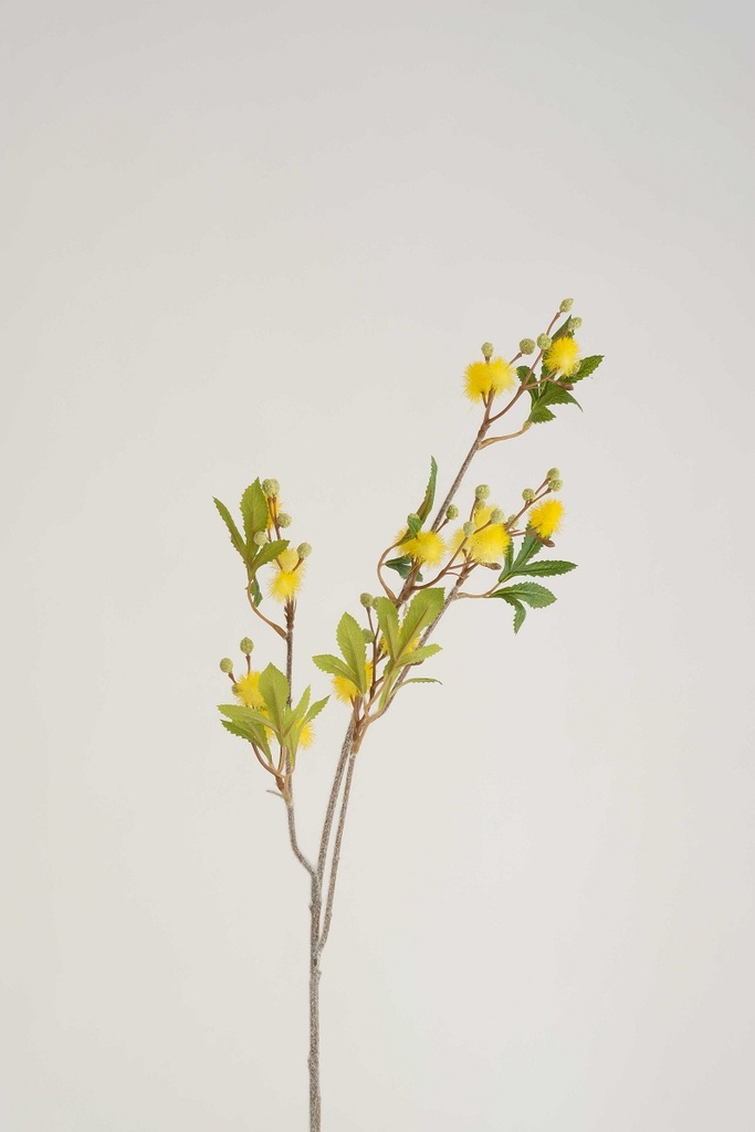 brindille mimosa