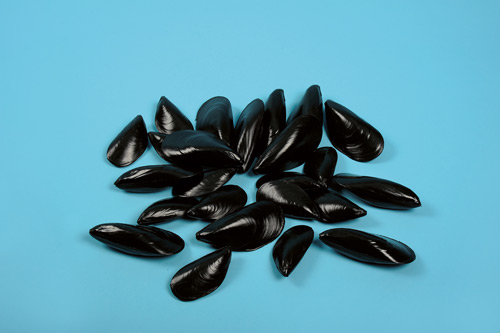 [0054534] musselshells