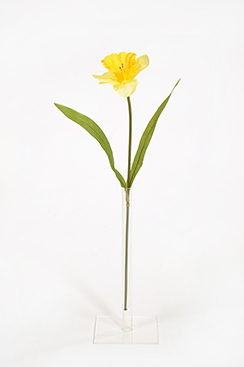 daffodil