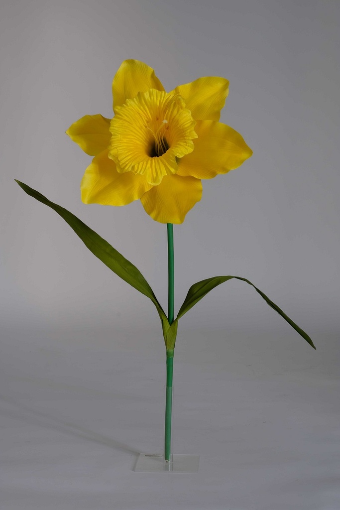 narcis groot