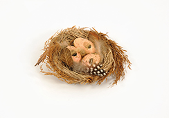 [0682122] nid avec 3 oeufs + plumes