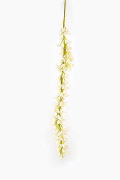 orchidee 'cymbidium'