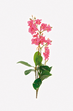 [0688405] orchidée x3 (fuchsia/rose)