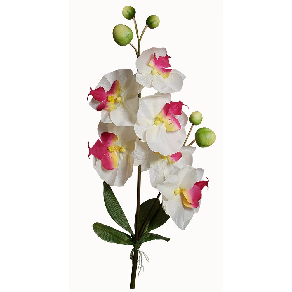 orchidee XXL