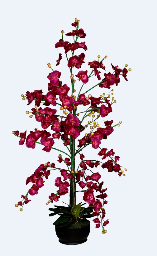 orchidee XXL en pot