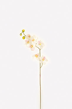 orchidee/steel