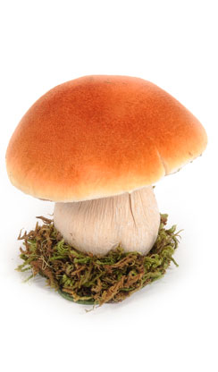 [0681703] champignon petit