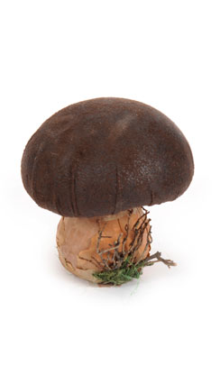 [0686072] mushroom 'leather' (Ø12xh.12,5cm)