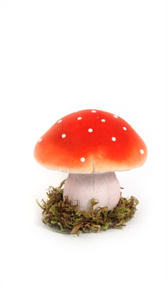 [0681704] champignon 'amanite tue-mouche'