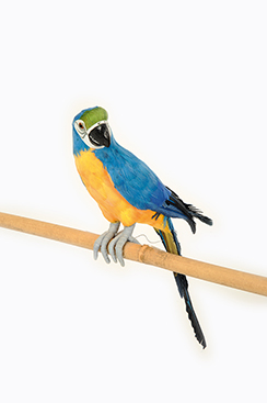 papegaai