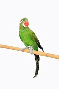 parrot