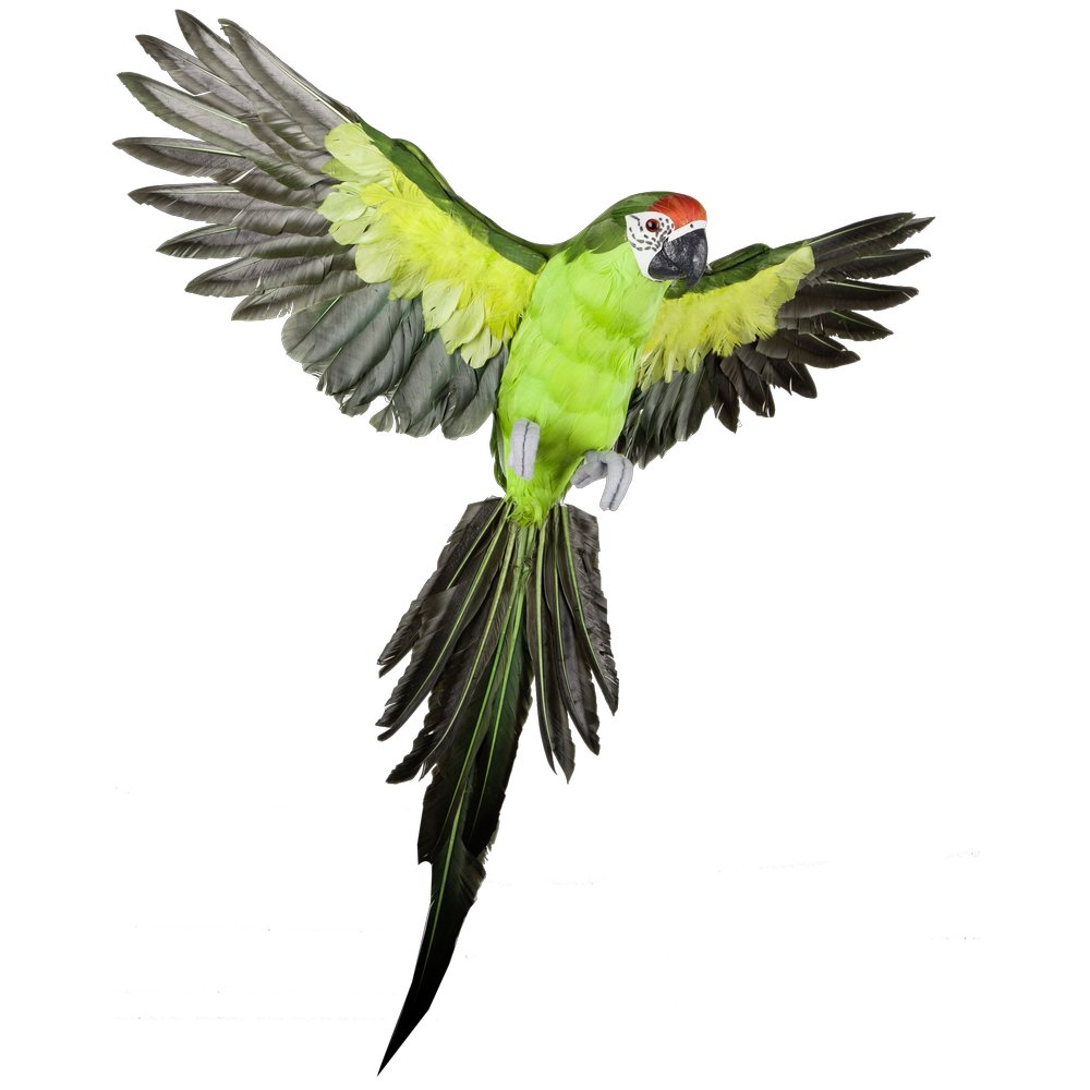 flying parrot
