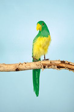 sitting parrot