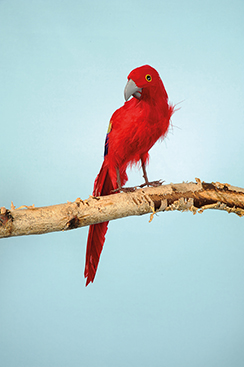 sitting parrot