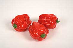 poivron rond