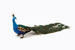 [0689734] peacock