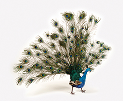 [0689735] peacock