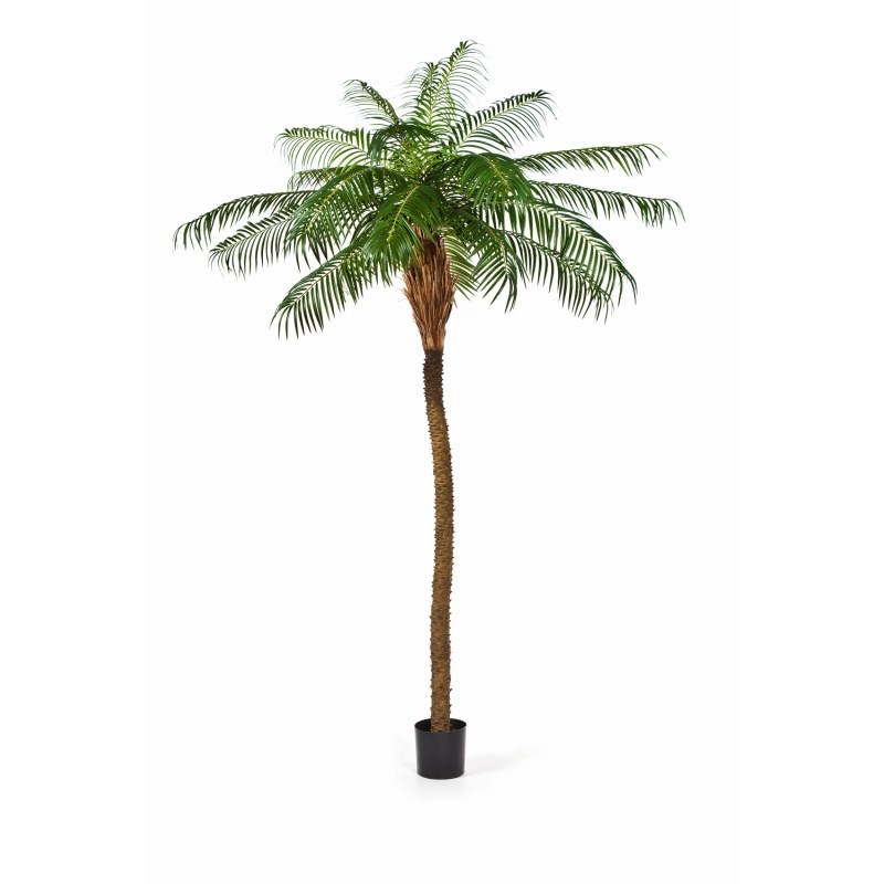 phoenixpalm 'deluxe'