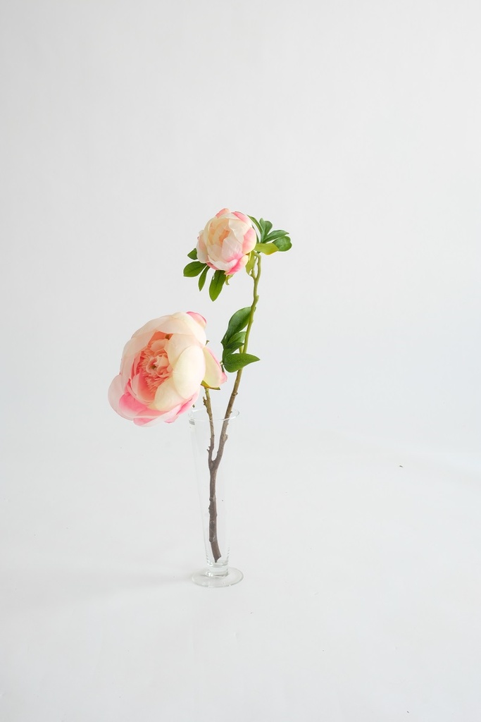 pivoine