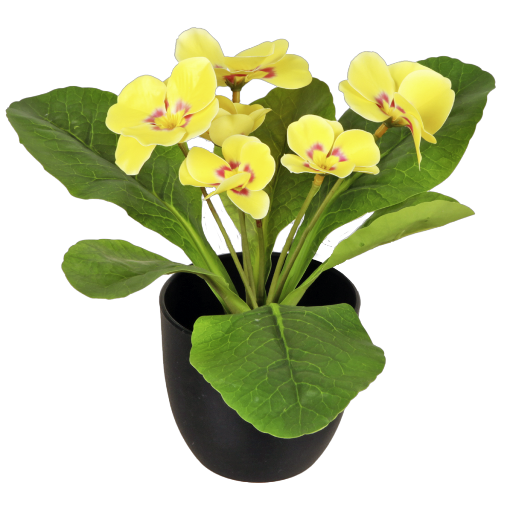 primula in pot